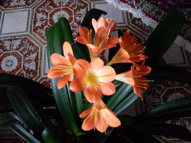 Clivia-fleur.jpg