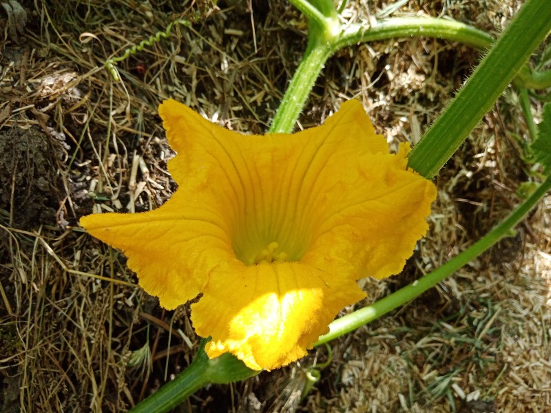 fleur Gete Okosomin femelle (Personnalisé).jpg