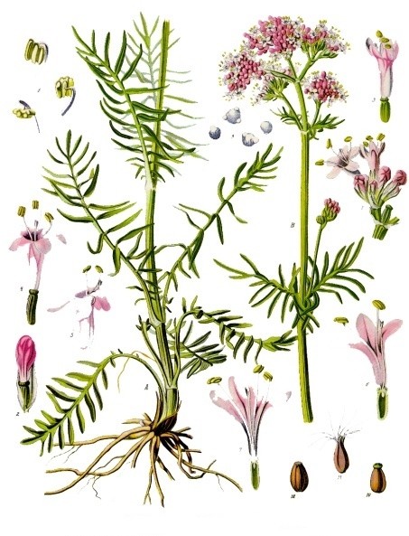 Valeriana_officinalis_-_Köhler–s_Medizinal-Pflanzen-143-2.jpg