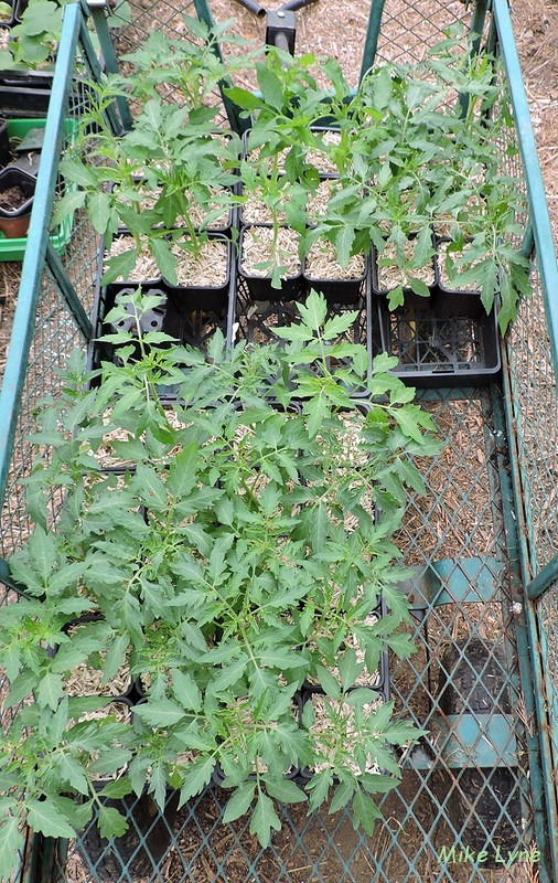 tomates stand sains en gohelle_DSCN0659.jpg
