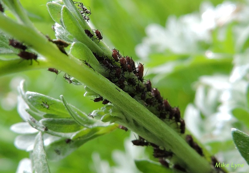 des pucerons sur absinthe_DSCN0693.jpg