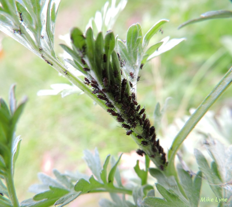 des pucerons sur absinthe_DSCN0694.jpg