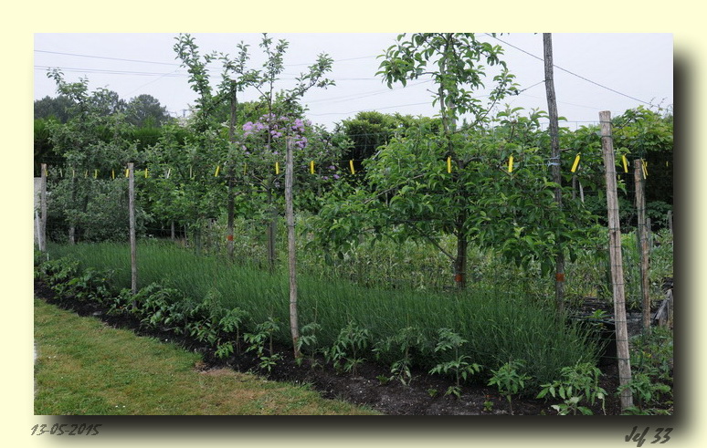 Tomates sous Pommiers_redimensionner.JPG