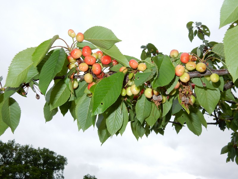 cerises.jpg