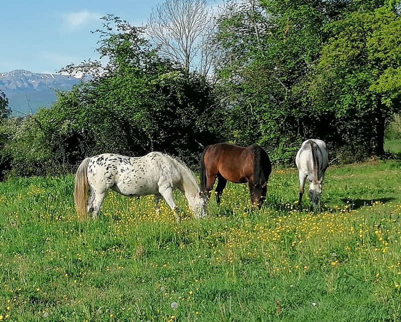 chevaux 6.jpg