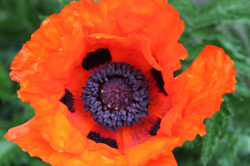 003 coquelicot 18 05 15.jpg