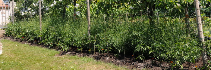 Tomates sous Pommiers.jpg