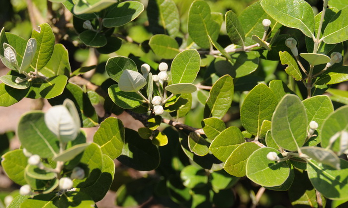 Feijoa.jpg