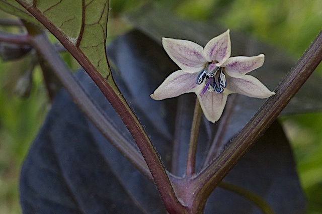 Cheiro roxa - IMG_9813.jpg