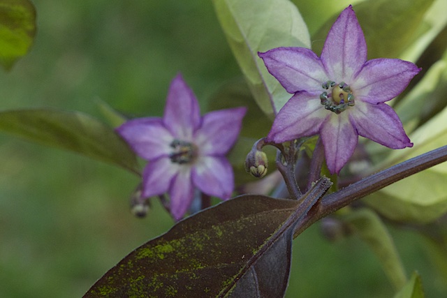 Purple pepper - IMG_9818.jpg