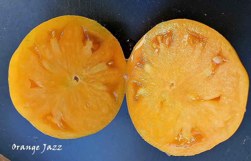 14 orangej jazz 2.jpg