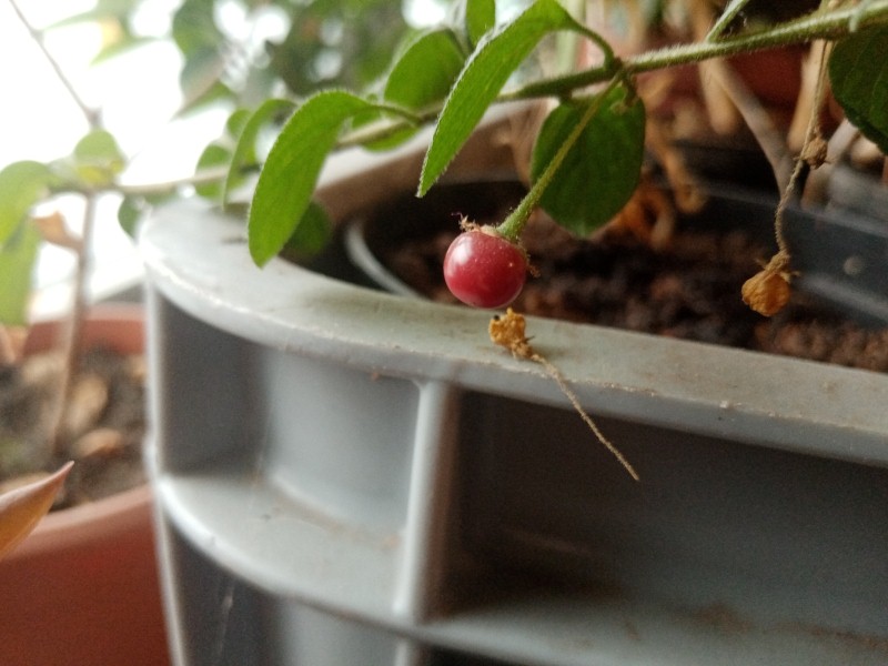 capsicum rhomboideum (Personnalisé).jpg