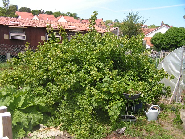 groseiller a maquereau.JPG