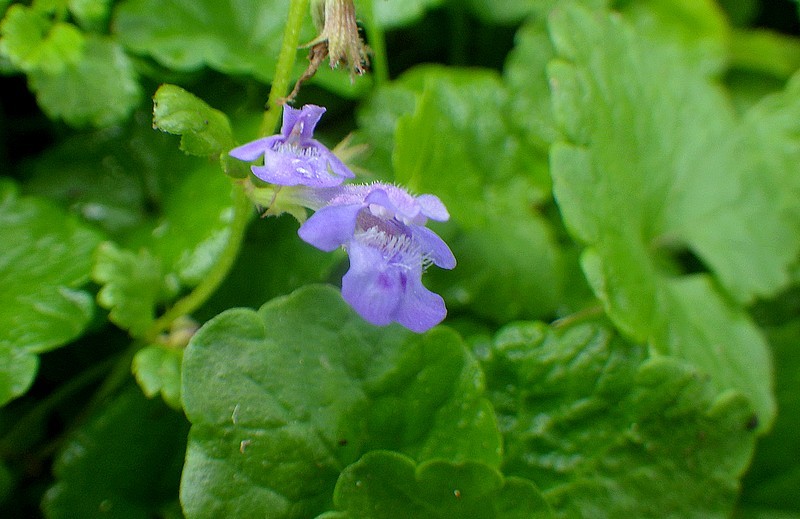 28 glecoma hedera fleur.jpg