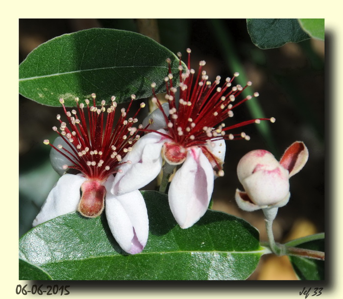 Feijoa Fleurs_redimensionner.jpg