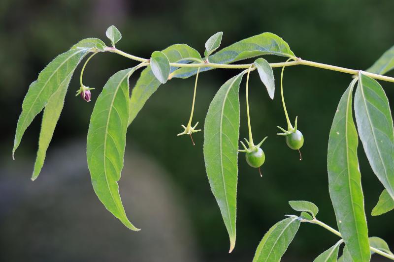 lanceolatum 1.jpg