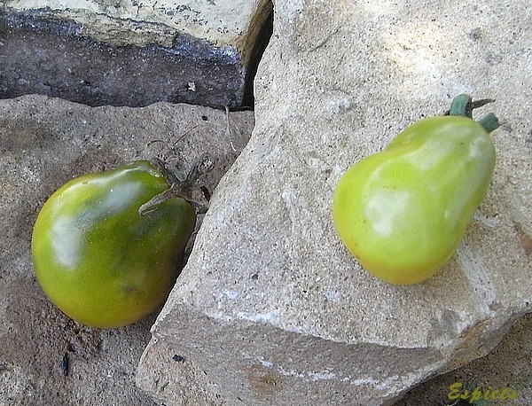 cherokee green pear.jpg