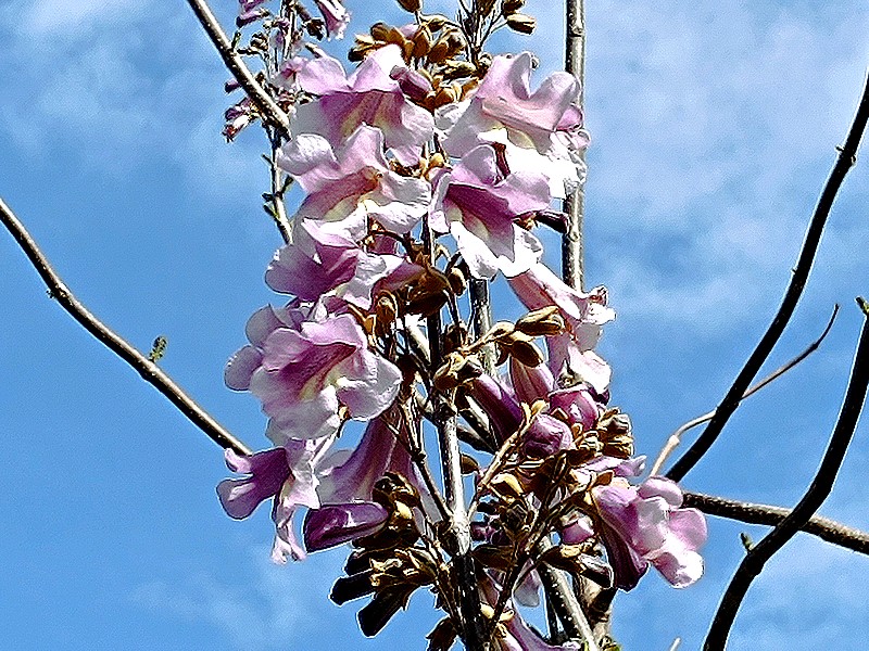 27 paulownia.jpg