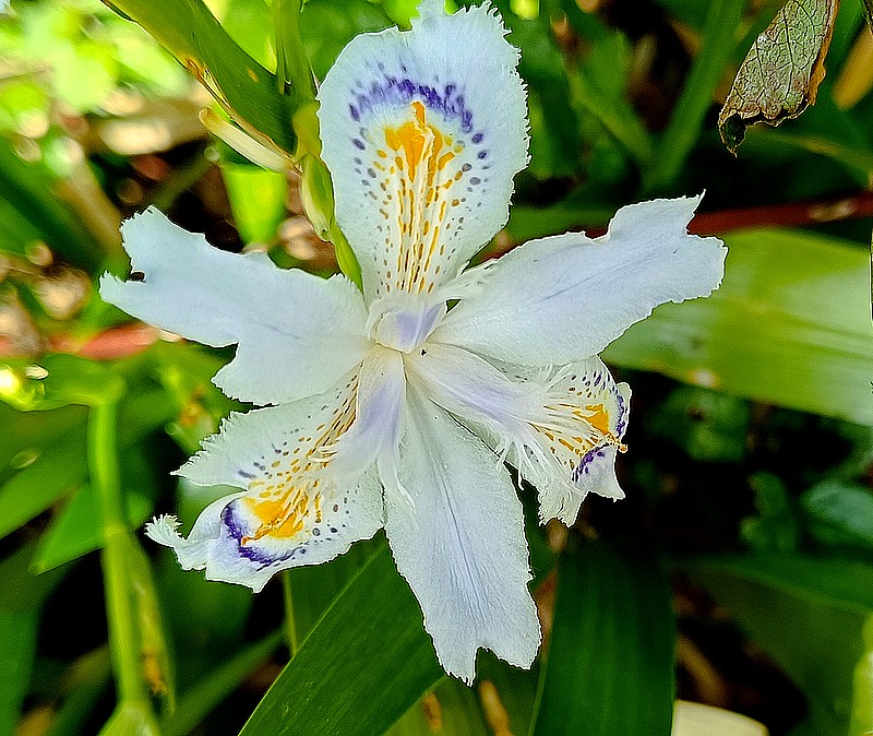 4 iris evansia.jpg