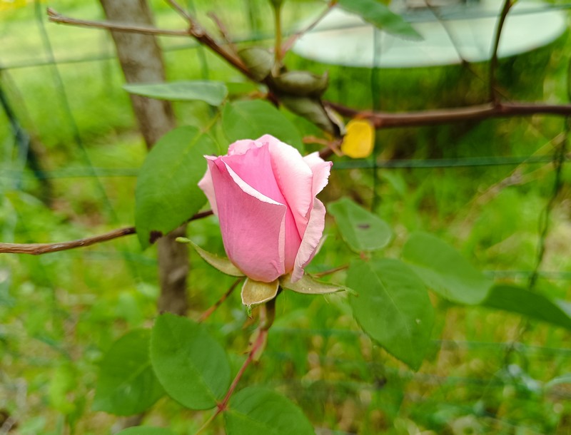 17 bouton rose.jpg