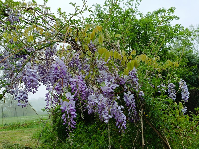 17 glycine.jpg