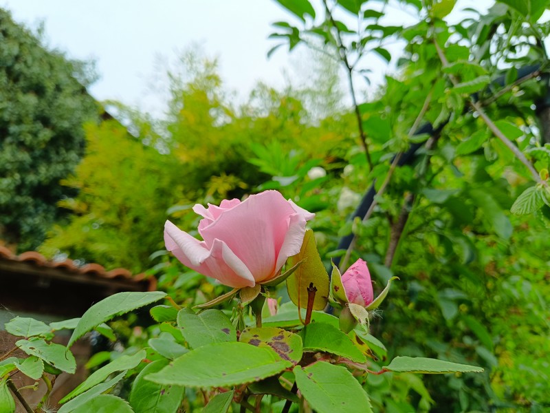 17 rose rose.jpg