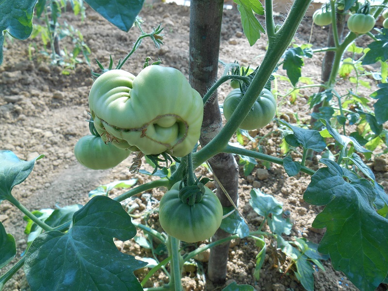 marmande w.jpg