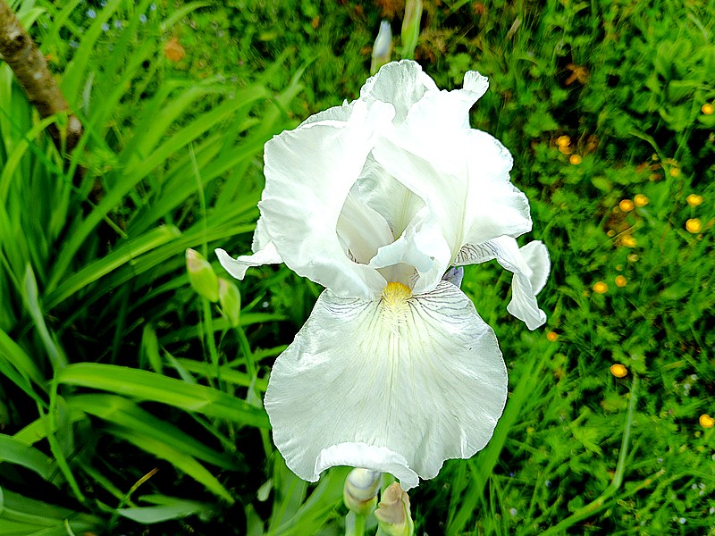 24  iris blanc.jpg
