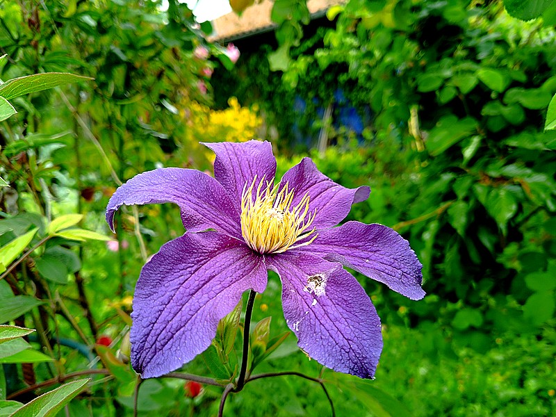 24 clematite bleue.jpg