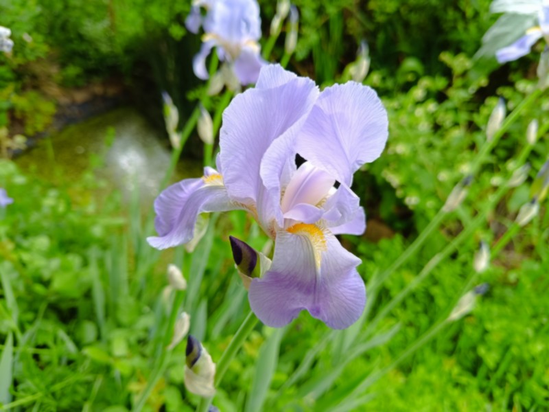 24 iris pallida.jpg