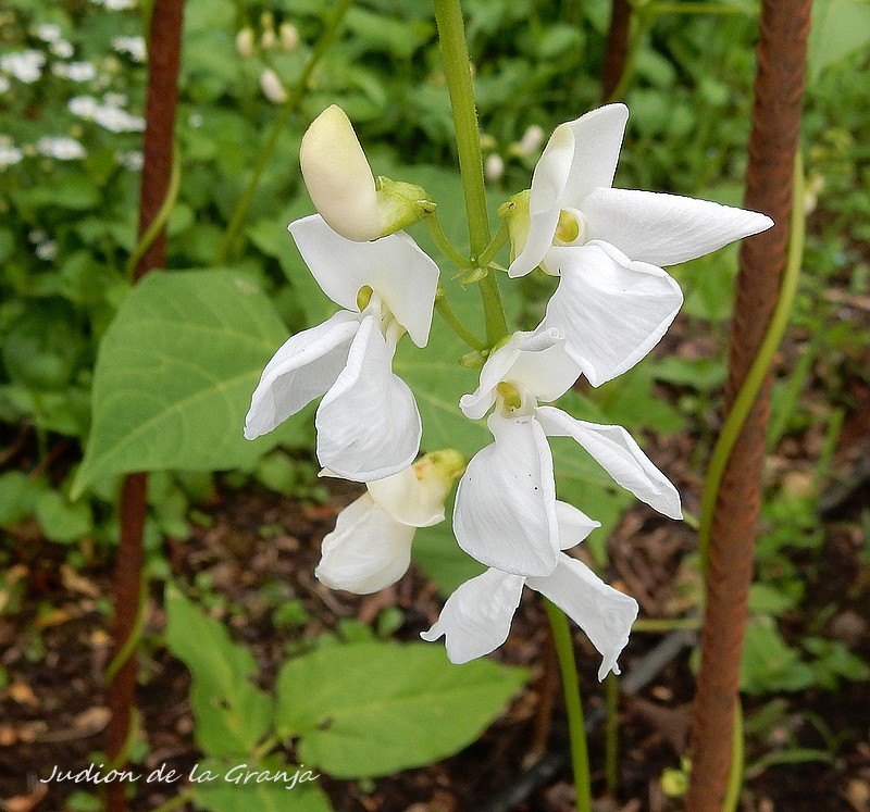 judion de la granja fleurs.jpg