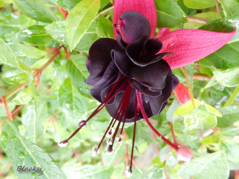 fuchsia blacky.jpg