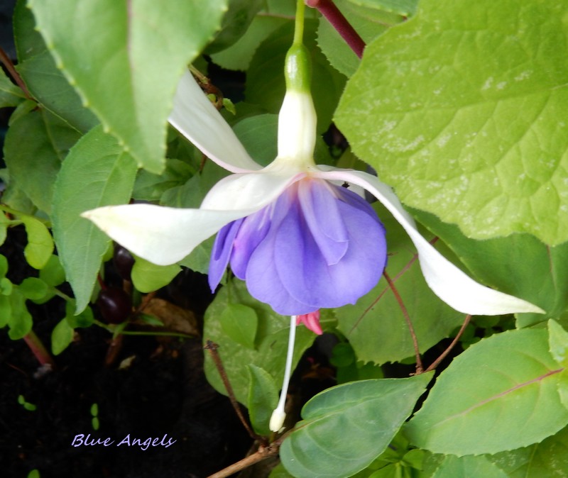 fuchsia blue angels.jpg