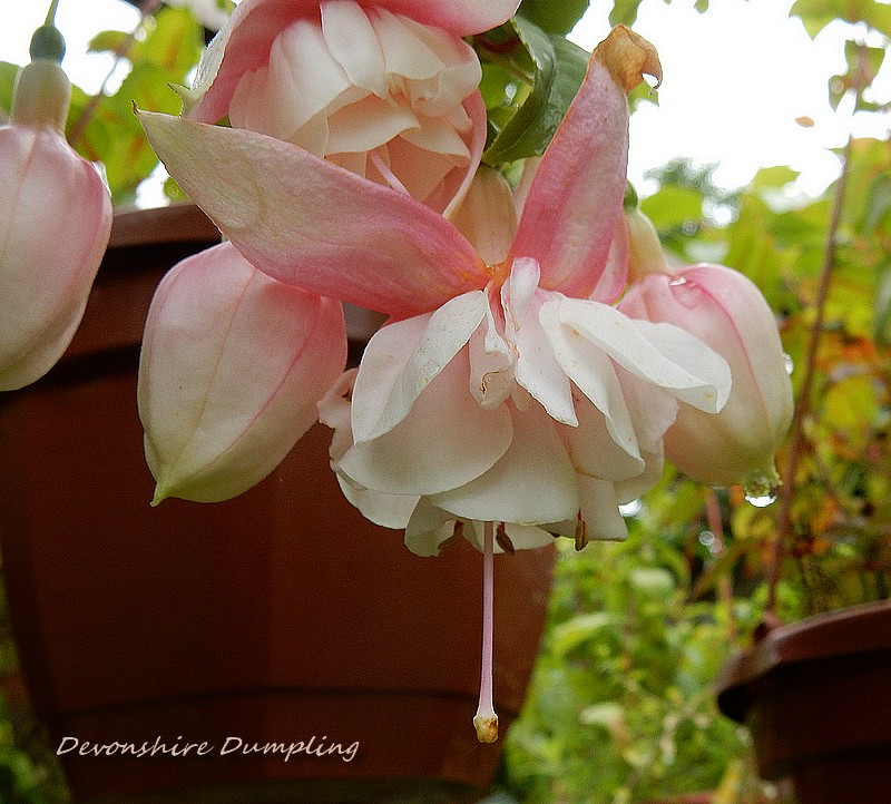 fuchsia devonshire dumpling.jpg