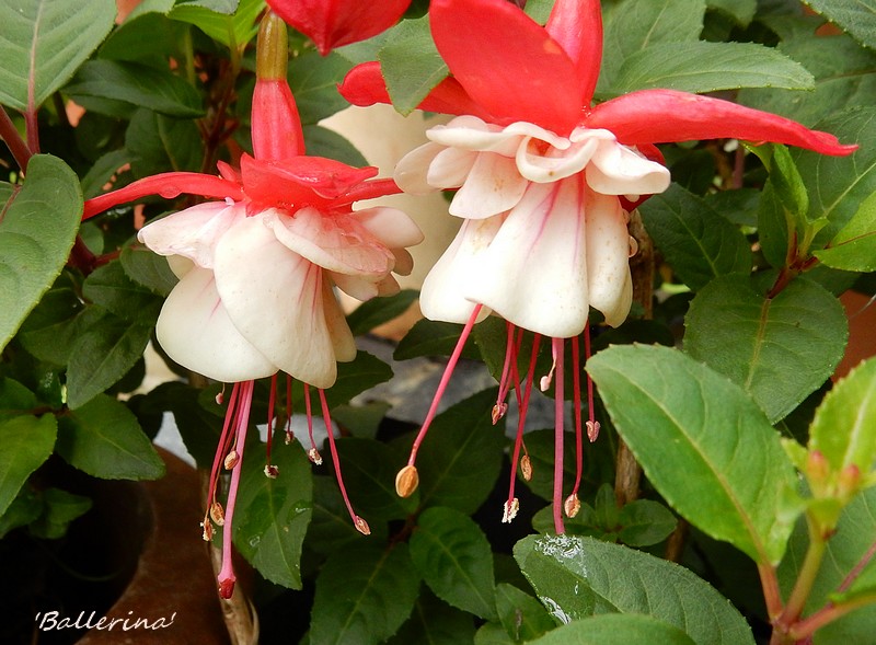 fuchsia ballerina.jpg