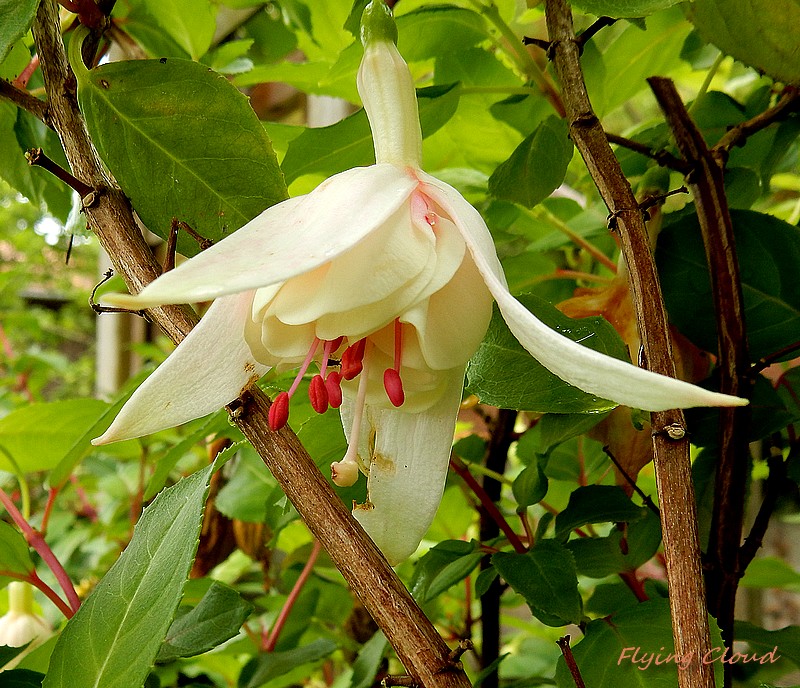 fuchsia flying cloud.jpg