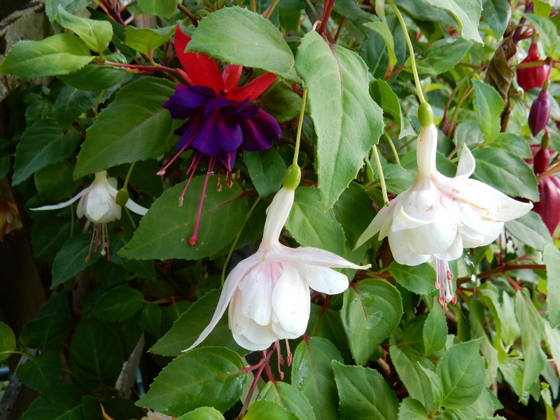 fuchsia groupe.jpg