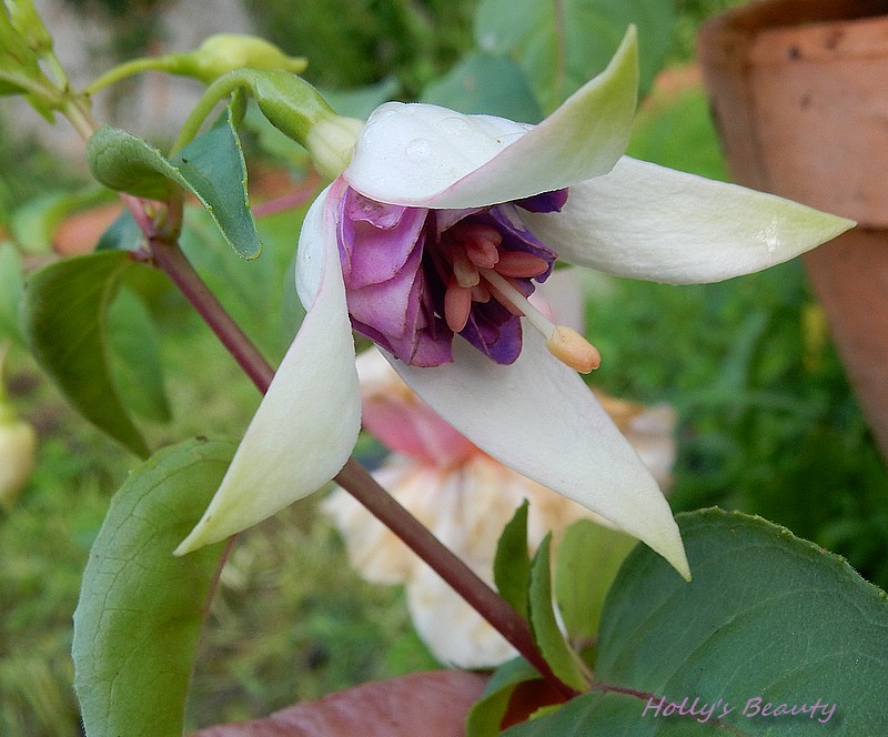fuchsia Hollys Beauty.jpg