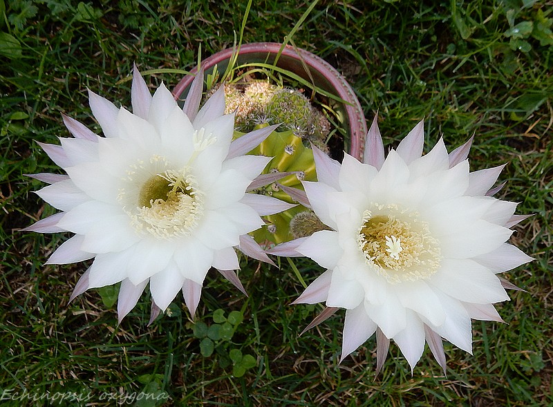 Echinopsis oxygona.jpg