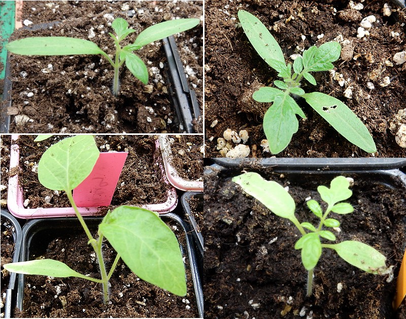 premiers plants tomate.jpg