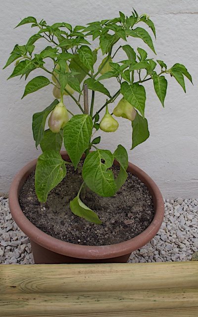 Aji fantasy white.jpg