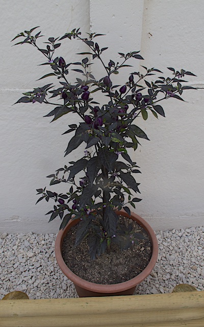 Purple pepper (1).jpg
