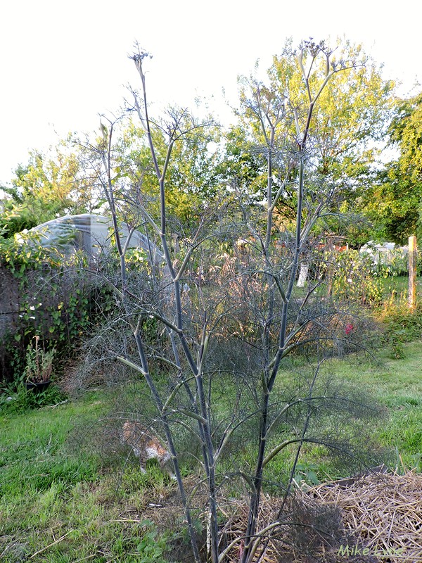 Fenouil Bronze_Foeniculum Vulgare__DSCN0799.jpg