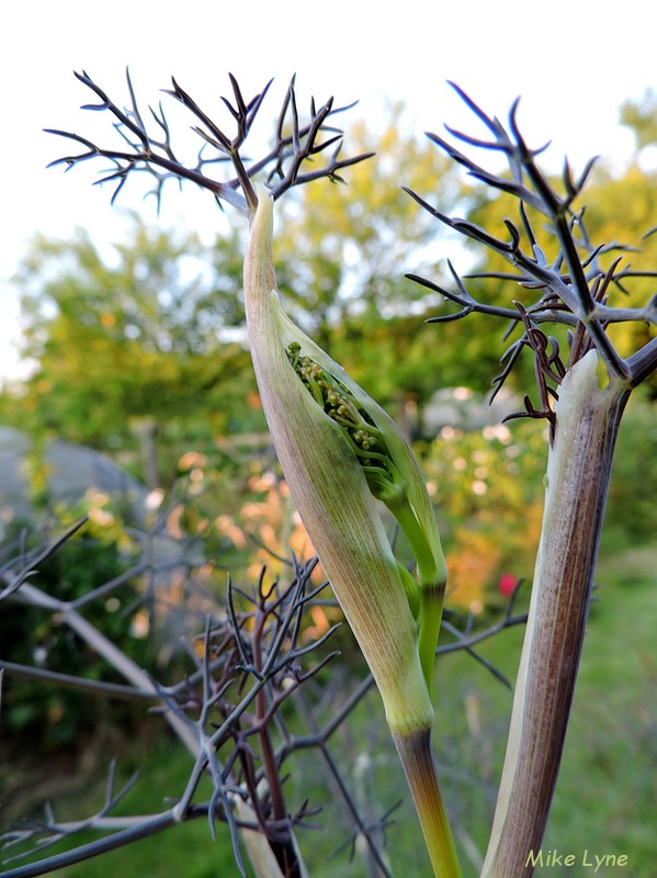 Fenouil Bronze_Foeniculum Vulgare__DSCN0802.jpg