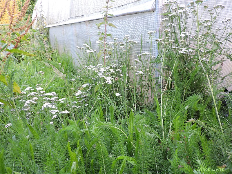 Achillee Millefeuille_Achillea Millefolium L._DSCN0820.jpg