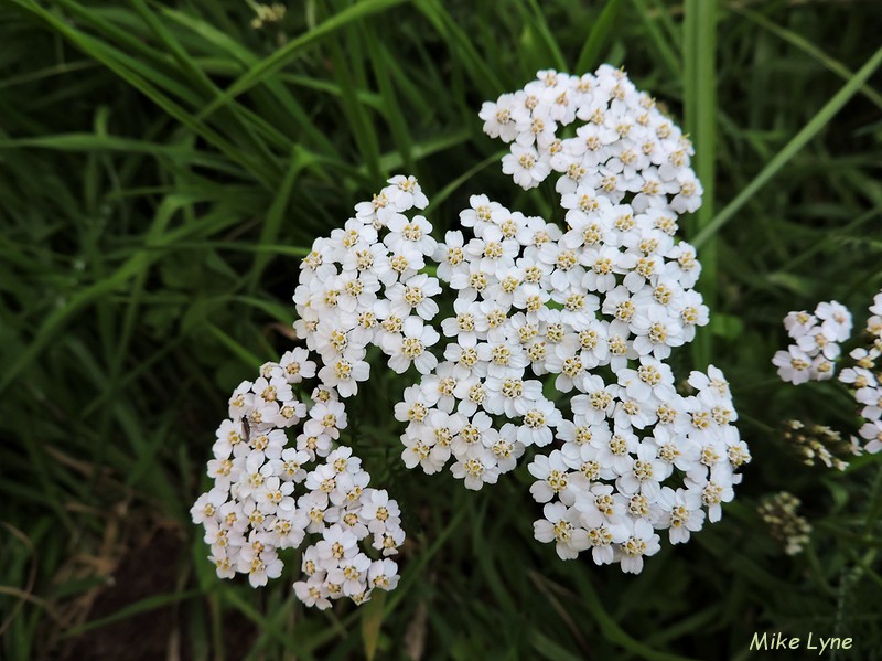 Achillee Millefeuille_Achillea Millefolium L._DSCN0821.jpg