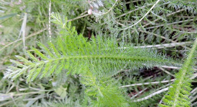 Achillee Millefeuille_Achillea Millefolium L._DSCN0822.jpg