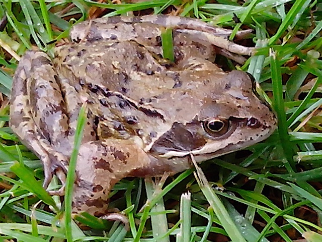 Grenouille.jpg