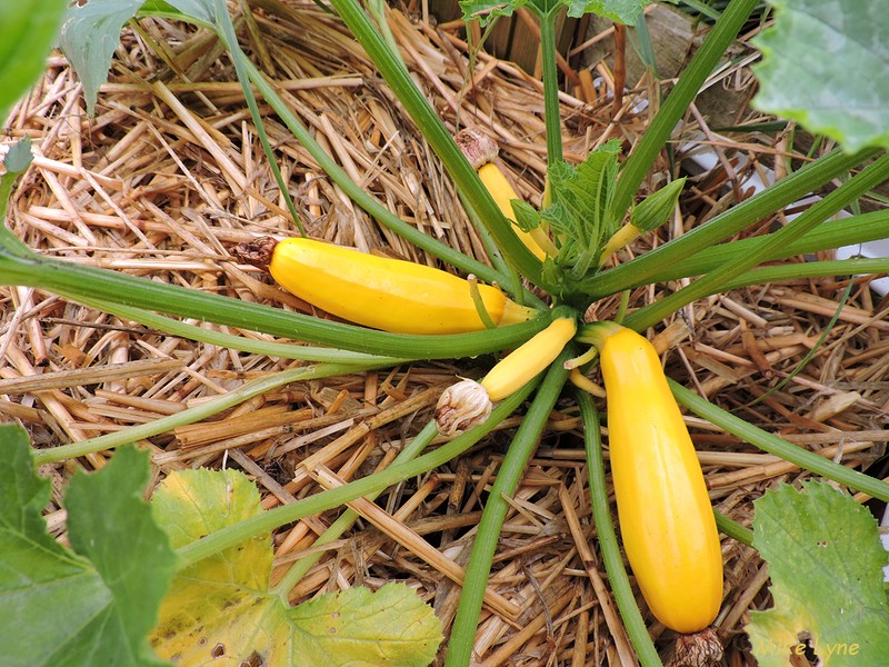 courgette gold rush_DSCN0855.jpg