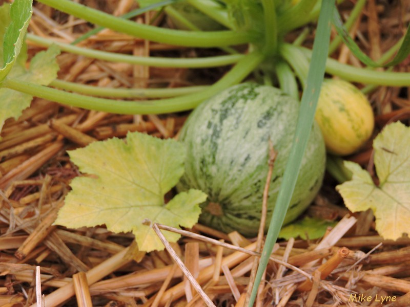 courgette ronde de nice_DSCN0854.jpg